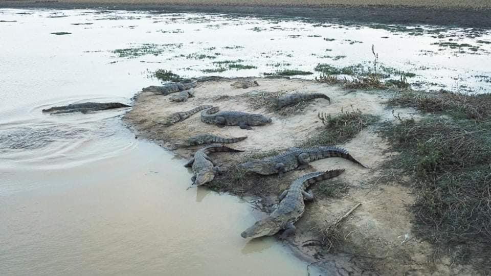 Crocodile Park Bungalow 卡特勒格默 外观 照片